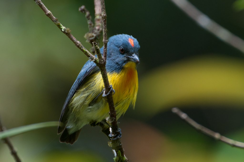 Borneo Crimson Breasted Flowerpecker - Jim James